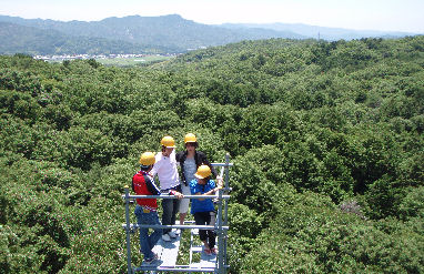 RyukokuForestViewFromTower