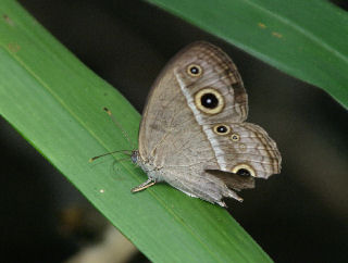 HimeJanomeBoro