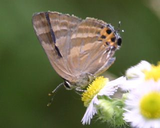 TorafuSijimiBoro