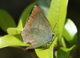 UraginSijimiBoro