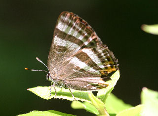 TorafuSijimiBoro